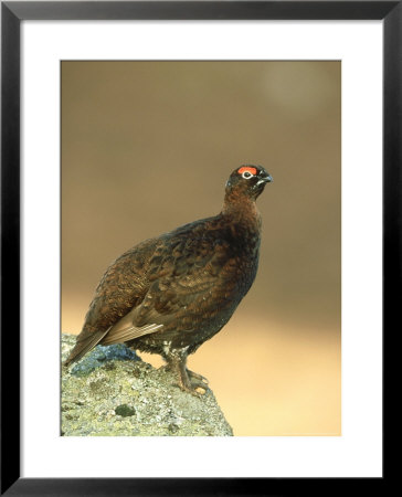 Red Grouse, Lagopus Lagopus Scoticus Adult Male Perched On Rock Grampian, Scotland by Mark Hamblin Pricing Limited Edition Print image