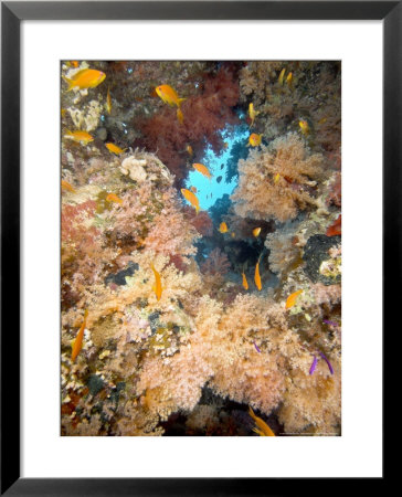 Soft Corals, St. Johns Reef, Red Sea by Mark Webster Pricing Limited Edition Print image