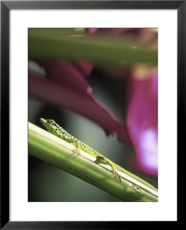Banana Flower And Lizard, Jardin De Balata, Fwi by Walter Bibikow Pricing Limited Edition Print image