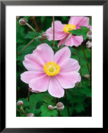 Japanese Windflower by Mark Bolton Pricing Limited Edition Print image