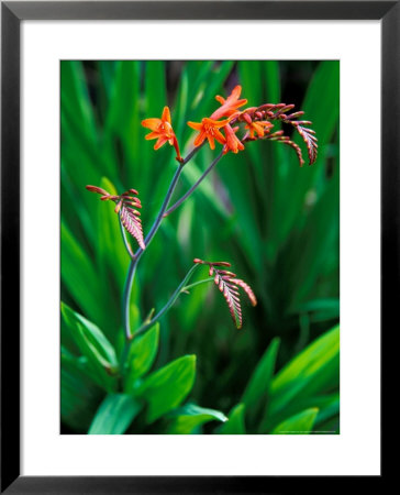 Crocosmia Paniculata, Close-Up Of Flowers And Foliage by Lynn Keddie Pricing Limited Edition Print image