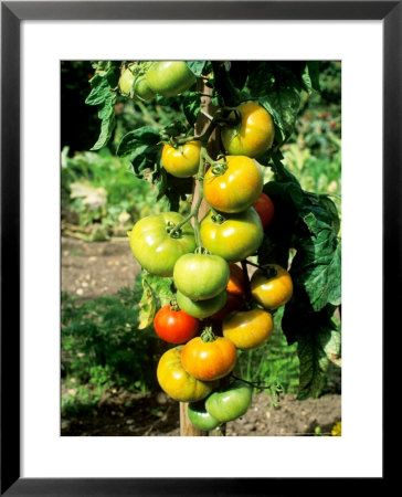 Un-Named Outdoor Tomato, Green & Red Fruit On Plant by Michele Lamontagne Pricing Limited Edition Print image