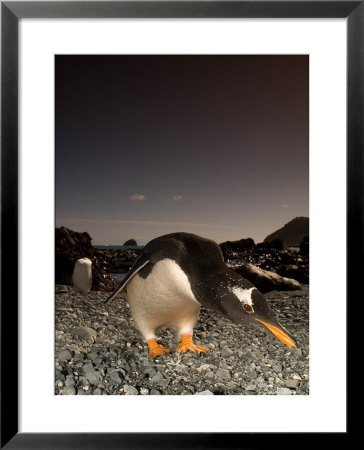 Gentoo Penguin, Bending Over, Sub Antarctic by Tobias Bernhard Pricing Limited Edition Print image