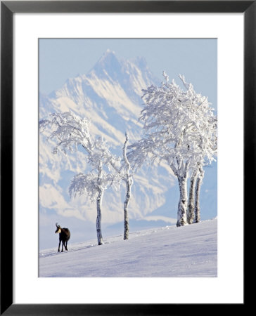 Chamois On Snowy Hillside With Mountain Background, Switzerland by David Courtenay Pricing Limited Edition Print image