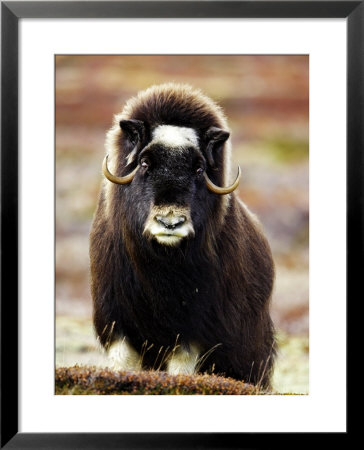 Musk Ox, Portrait Of Adult Female On Tundra, Norway by Mark Hamblin Pricing Limited Edition Print image