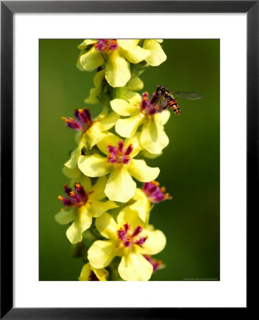 A Hover Fly Feeding On Dark Mullein (Verbascum Nigrum), West Berkshire, Uk by Philip Tull Pricing Limited Edition Print image