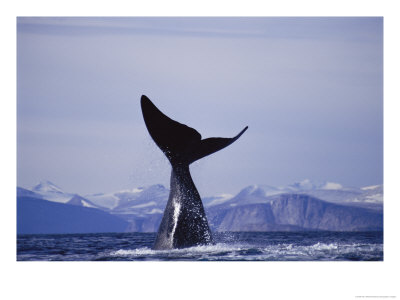 A Bowhead Whale Has Its Tail Above The Waters Surface by Paul Nicklen Pricing Limited Edition Print image