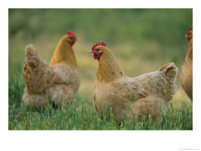 Buff Orpington Hens by Joel Sartore Pricing Limited Edition Print image