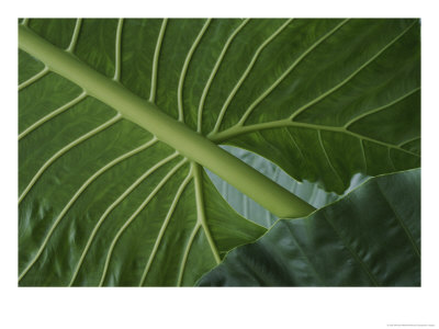Close View Of The Underside Of Rain Forest Foliage by Michael Melford Pricing Limited Edition Print image