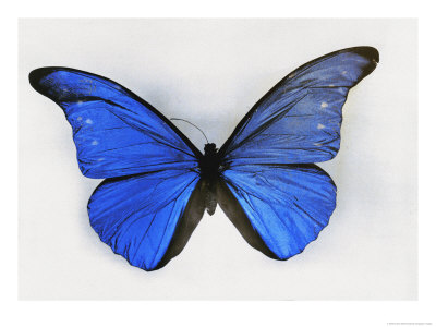 Blue Butterfly by Charles Martin Pricing Limited Edition Print image
