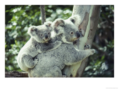 A Koala Bear Hugs A Tree While Her Baby Clings To Her Back by Anne Keiser Pricing Limited Edition Print image