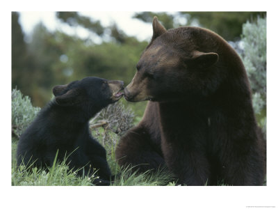 Captive American Black Bear And Cub by Norbert Rosing Pricing Limited Edition Print image