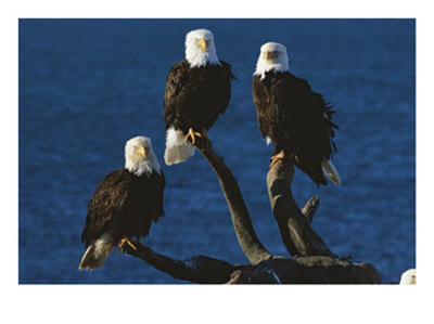 A Trio Of American Bald Eagles Perched On Dead Tree Branches by Paul Nicklen Pricing Limited Edition Print image