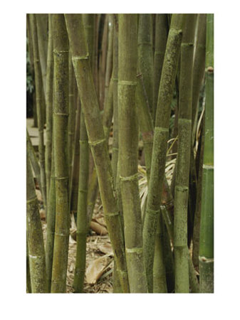 Close View Of Giant Timber Bamboos (Bambusa Oldhami) by Stephen Sharnoff Pricing Limited Edition Print image