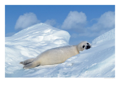 Harp Seal Pup, Pagophilus Groenlandicus, Canada by Robert Franz Pricing Limited Edition Print image