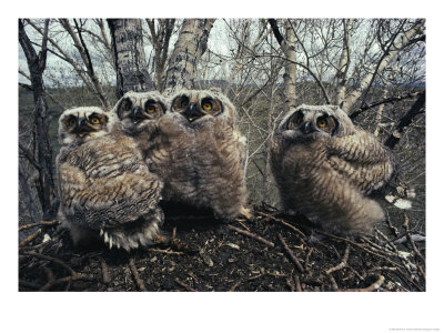 Great Horned Owlets, Five Weeks Old, Stand In A Cluster by Michael S. Quinton Pricing Limited Edition Print image