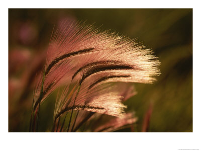 Foxtail Grass In Sunlight by Michael Melford Pricing Limited Edition Print image