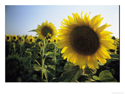 A Close View Of A Field Of Sunflowers In Tuscany, Italy by Ed George Pricing Limited Edition Print image