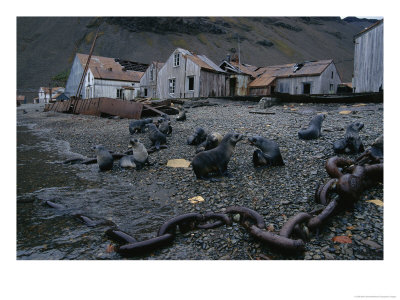 Seals Play On The Beach Of An Abandoned Whaling Station At Stromness Bay by Maria Stenzel Pricing Limited Edition Print image