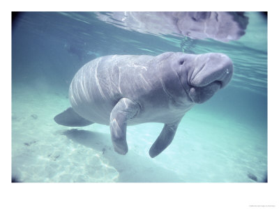 Manatee, Crystal River Nw Refuge, Fl by Frank Staub Pricing Limited Edition Print image
