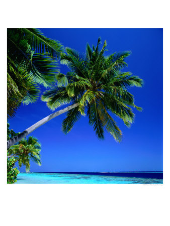 Palm Tree Over Hanging The Beach, Maldives by Dennis Wisken Pricing Limited Edition Print image