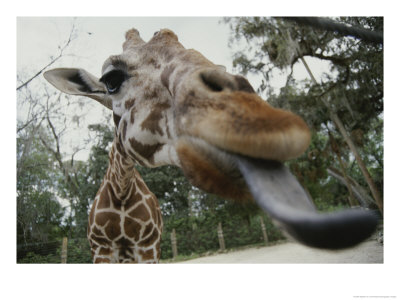 The Long Blue Tongue Of A Giraffe Reaches Out Toward The Camera by Stephen St. John Pricing Limited Edition Print image