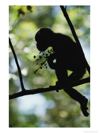 A Silhouette Of A Chimpanzee Sitting In A Tree by Michael Nichols Pricing Limited Edition Print image