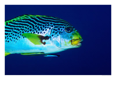 Diagonal Banded Sweetlips (Piectorhinchus Lineatus) by Michael Aw Pricing Limited Edition Print image