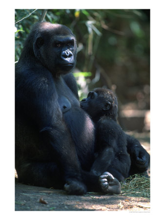 Western Lowland Gorilla by Robert Franz Pricing Limited Edition Print image