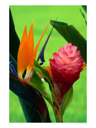 Bird Of Paradise Flower At The Foster Botanic Garden,Honolulu, Oahu, Hawaii, Usa by Richard Cummins Pricing Limited Edition Print image