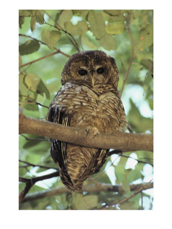 A Northern Spotted Owl (Strix Occidentalis) Peers From A Tanoak Tree by Paul Chesley Pricing Limited Edition Print image