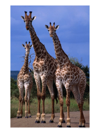 Giraffe Family, Kruger National Park, Kruger National Park, Mpumalanga, South Africa by Carol Polich Pricing Limited Edition Print image