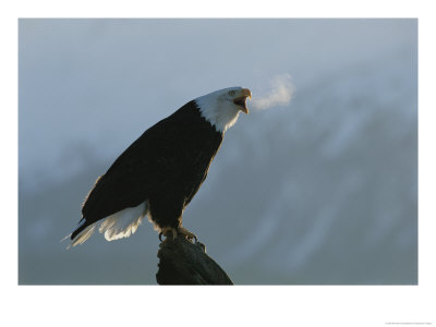 Steamy Breath Escapes Into The January Air From A Vocalizing Eagle by Norbert Rosing Pricing Limited Edition Print image