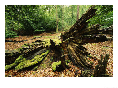 Woodland View With Moss On Dead Tree, Muritz National Park, Germany by Norbert Rosing Pricing Limited Edition Print image
