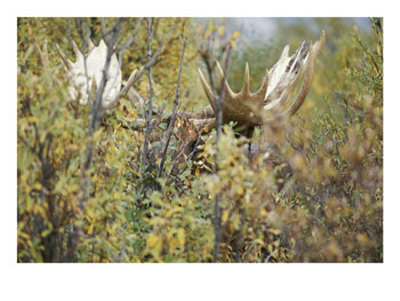 A Moose Peers Through Foliage In Denali National Park by Paul Nicklen Pricing Limited Edition Print image