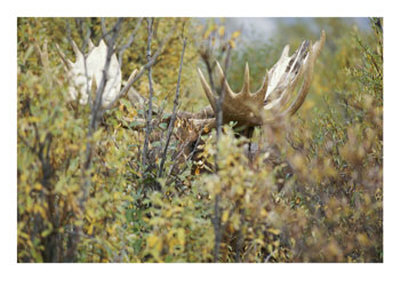 A Moose Peers Through Foliage In Denali National Park by Paul Nicklen Pricing Limited Edition Print image