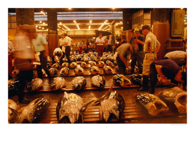 Rows Of Giant Tuna For Sale At Tsukiji Central Fish Market, Tokyo, Japan by Oliver Strewe Pricing Limited Edition Print image