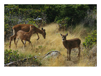 Black-Tailed Deer (Odocoileus Hemionus) And Fawn by Raymond Gehman Pricing Limited Edition Print image