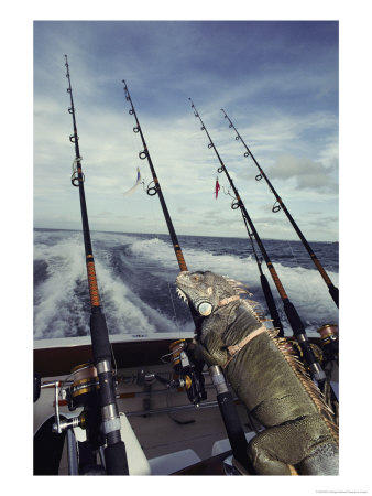 A Pet Iguana Appears To Be Fishing From The Back Of A Moving Boat by Bill Curtsinger Pricing Limited Edition Print image