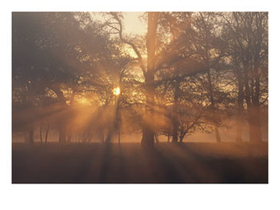 Sunlight Filters Through Trees And Fog At Sunrise by Norbert Rosing Pricing Limited Edition Print image