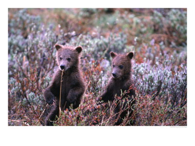 Two Grizzly Cubs (Ursus Arctos), Denali National Park & Preserve, Alaska, Usa by Mark Newman Pricing Limited Edition Print image