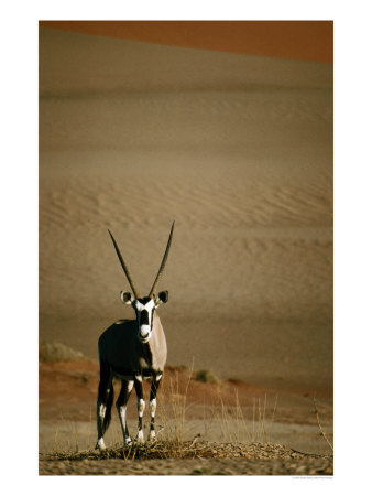Gemsbok, Or South African Oryx ( Oryx Gazella ), In Sand Dunes, Namib Desert Park, Namibia by David Wall Pricing Limited Edition Print image