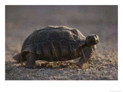 Desert Tortoise (Gopherus Agassizi) Stores Water Beneath Its Shell by Jonathan Blair Pricing Limited Edition Print image