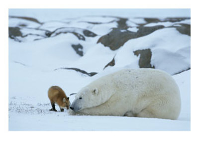 A Red Fox, Vulpes Vulpes, Noses A Polar Bear, Ursus Maritimus by Norbert Rosing Pricing Limited Edition Print image