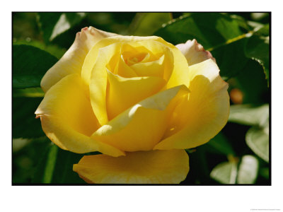 Close View Of A Rose by Marc Moritsch Pricing Limited Edition Print image