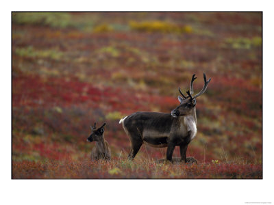 A Caribou Cow And Calf In Denali National Park by Joel Sartore Pricing Limited Edition Print image