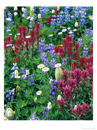 Wildflowers by Stuart Westmoreland Pricing Limited Edition Print image