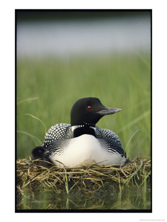 Common Loon And Its Day-Old Chick by Michael S. Quinton Pricing Limited Edition Print image
