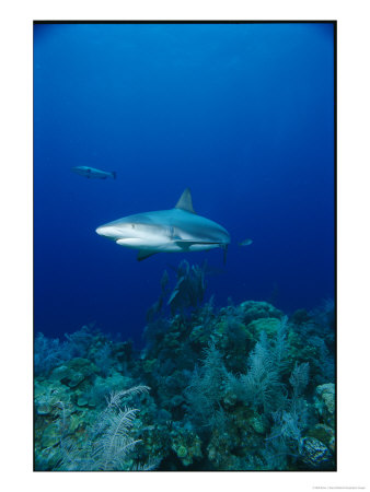 A Caribbean Reef Shark Swims Above A Coral Reef In The Bahamas by Brian J. Skerry Pricing Limited Edition Print image