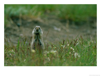 A Uinta Ground Squirrel (Spermophidus Armatus) Nibbles On A Morsel Of Food Near A Badger Den by Norbert Rosing Pricing Limited Edition Print image